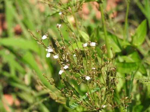 Marsh Water-willow — photo by Alexis López Hernández