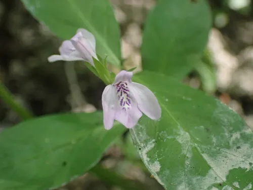 Looseflower Water-willow (var. ovata) — photo by Evan M. Raskin