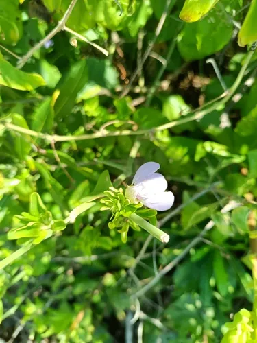 Runyon's Water-willow — photo by Carlos Domínguez-Rodríguez