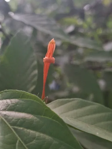Mohintli — photo by Luis Vazquez