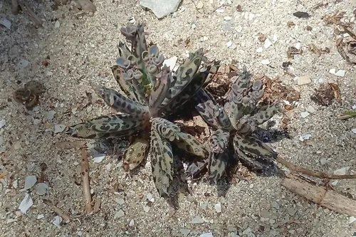 Chandelier Plant