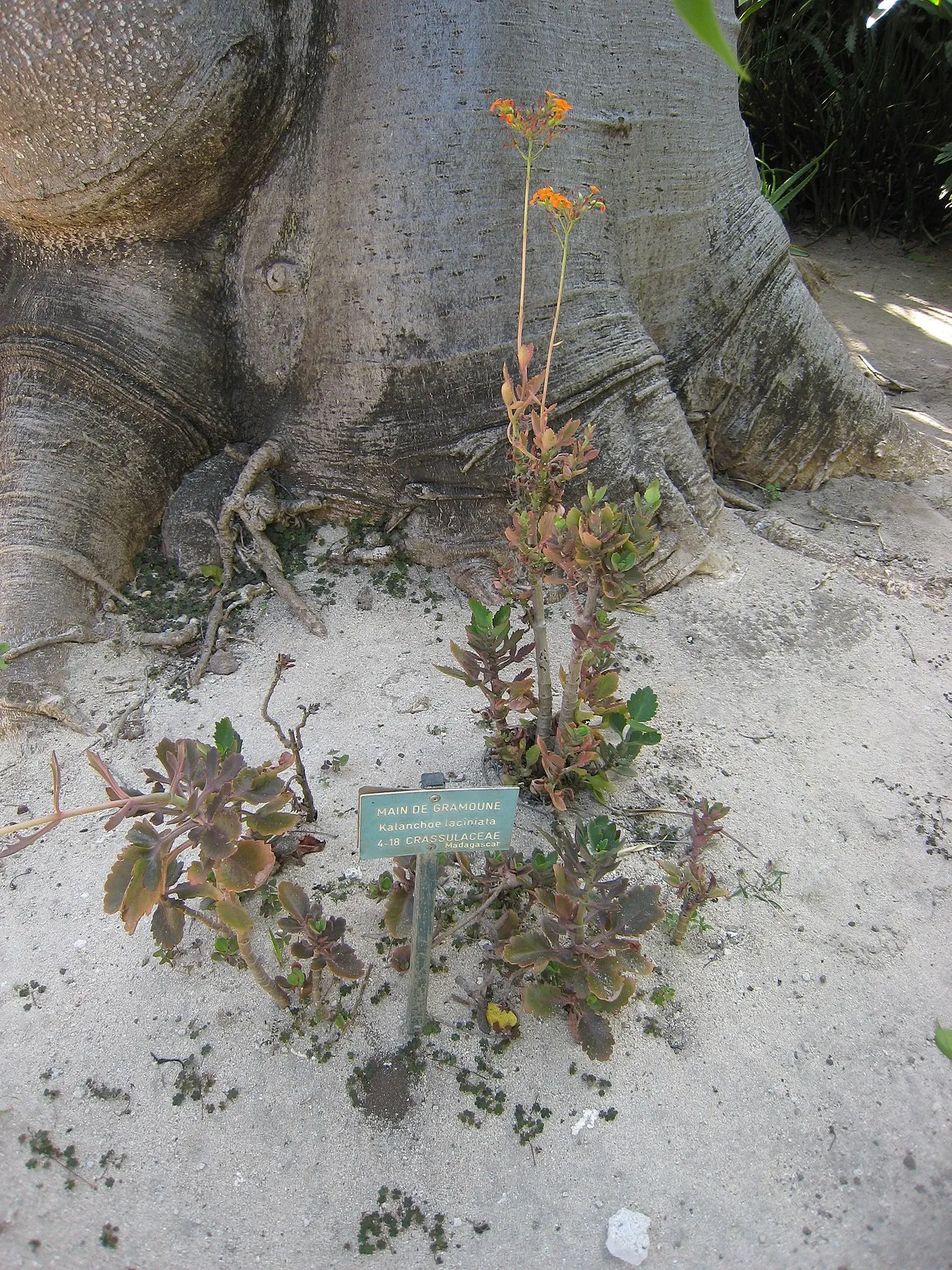 Christmastree Plant