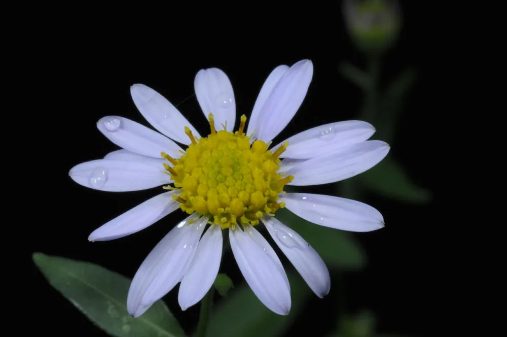 Indian Aster — photo by Taraxacumseeds