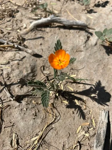 Arizona Poppy