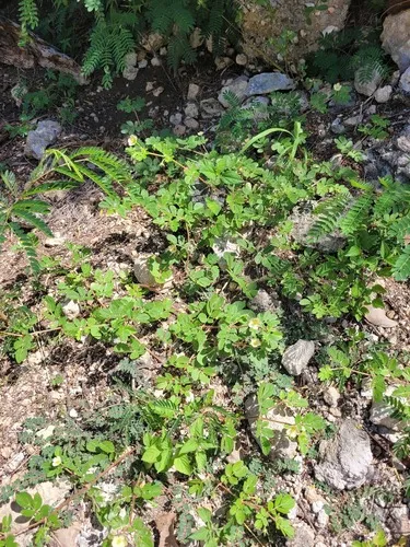 Caribbean Caltrop