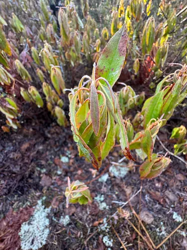 Sheep Laurel