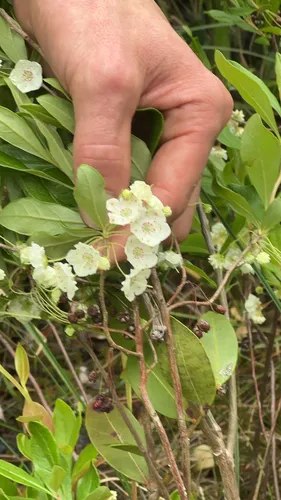 Carolina Laurel