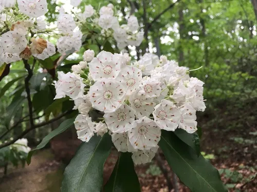 Mountain Laurel — photo by Ashley M Bradford