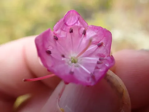 Alpine Laurel