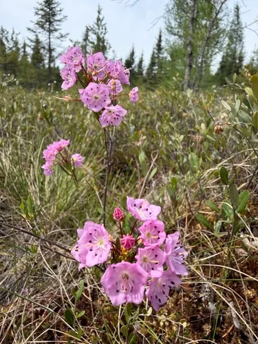 Bog Laurel