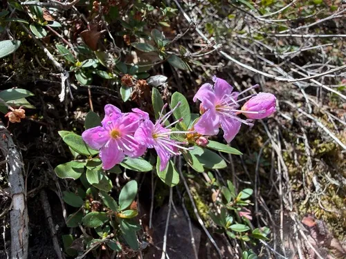 North Umpqua Kalmiopsis — photo by Dee Shea Himes