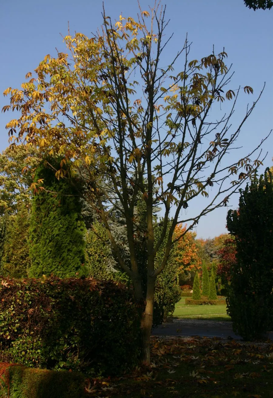 Castor Aralia — photo by Sten Porse