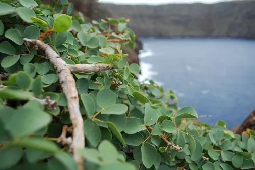 Kanaloa — photo by Kenneth R. Wood (NTBG)