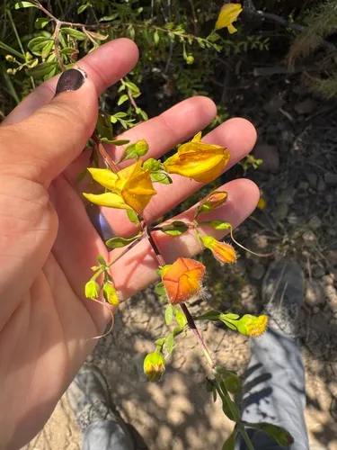 Snapdragon Penstemon