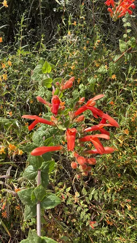 Heartleaf Keckiella