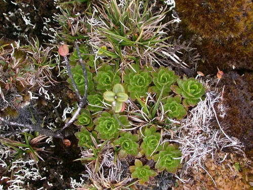 Howaiaulu Island-daisy