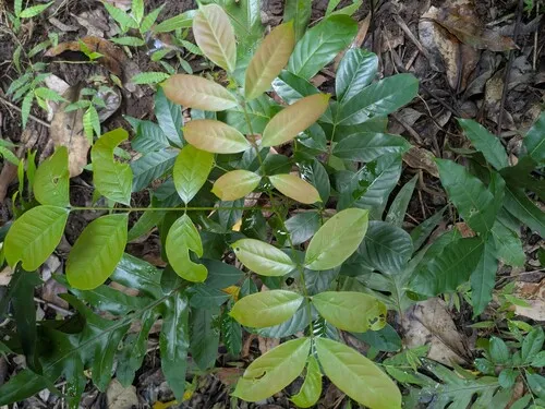 Nyasaland Mahogany