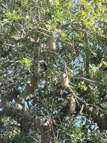 Sausage Tree — photo by stephdombeya