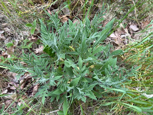 Field Scabiosa