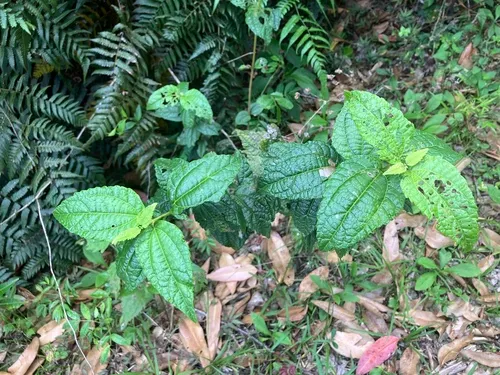 Islandthicket Thoroughwort — photo by ernestopaganarocho