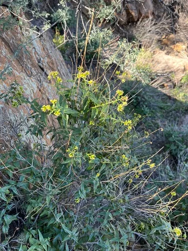 Shrubby Thoroughwort