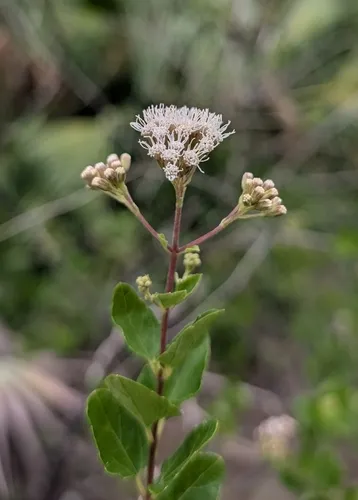 Florida Keys Thoroughwort