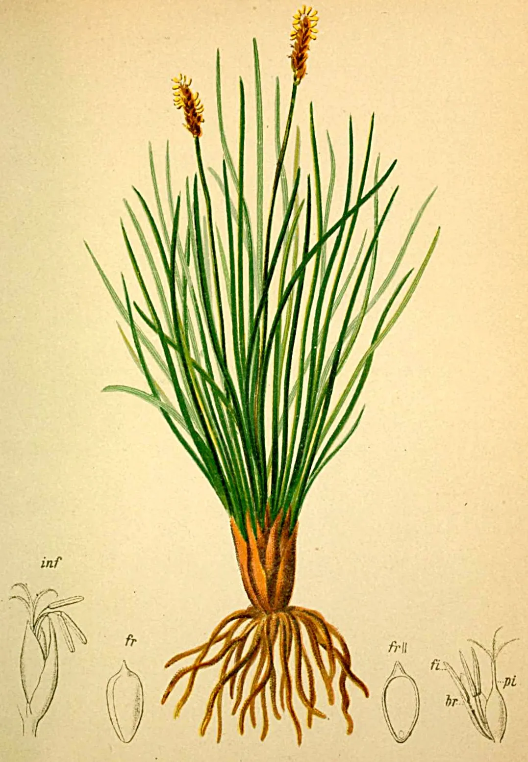 Bellardi Bog Sedge