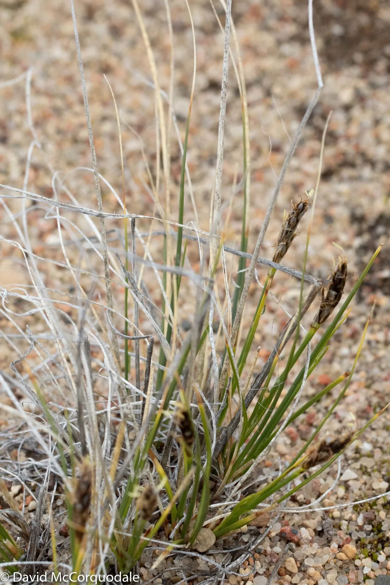Siberian Bog Sedge