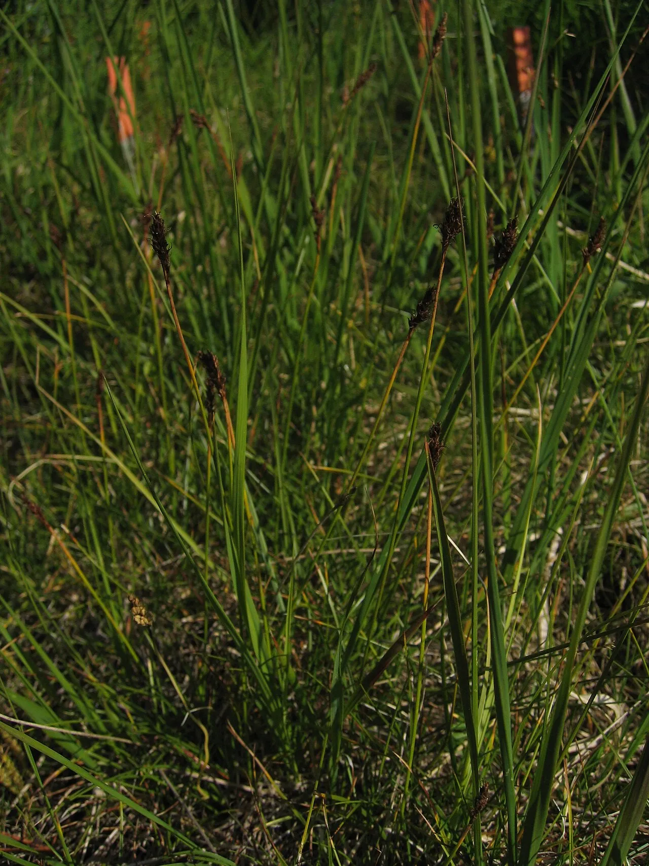 Simple Bog Sedge — photo by Toni Amnell