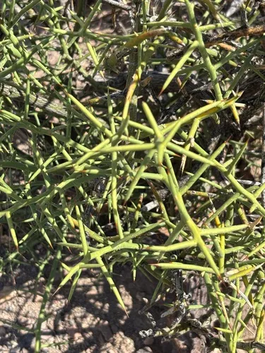 Crown Of Thorns (var. spinosa) — photo by drylandalgae