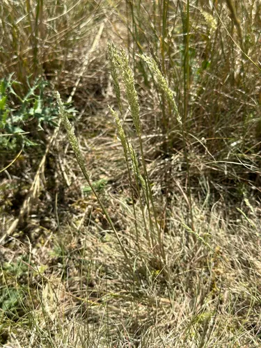 Prairie Junegrass