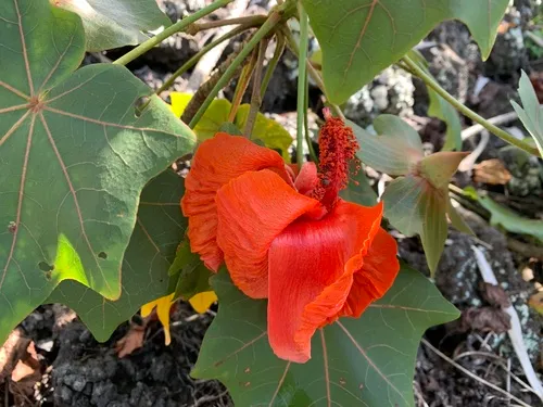 Hawai'i Treecotton