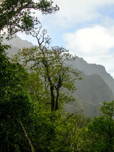 Kauai Treecotton
