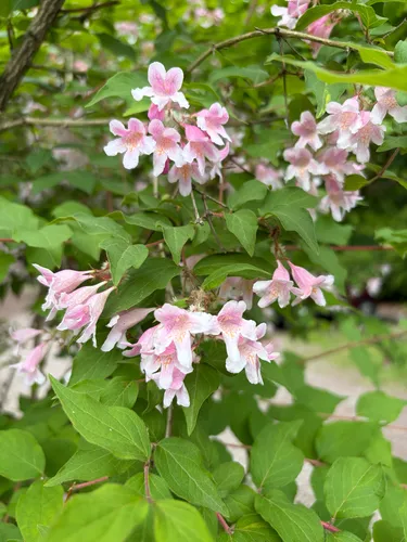 Beautybush — photo by allyr644