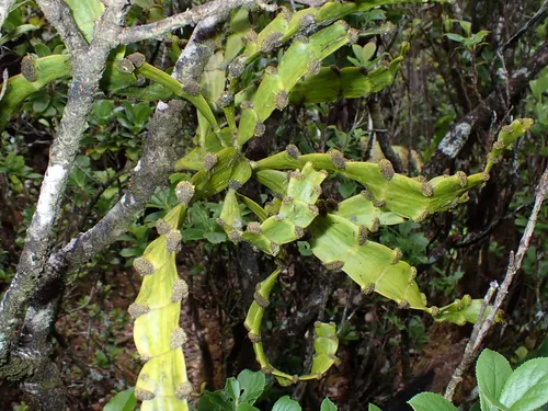 Kaumahana — photo by Jason Bio Flor