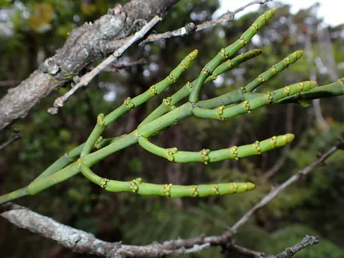 Hawai'i Korthal Mistletoe