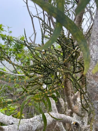 Degener's Korthal Mistletoe
