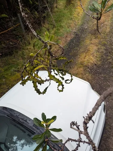 Kauai Korthal Mistletoe