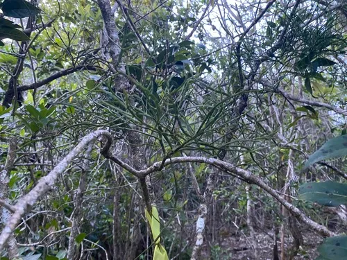 Po'owaha