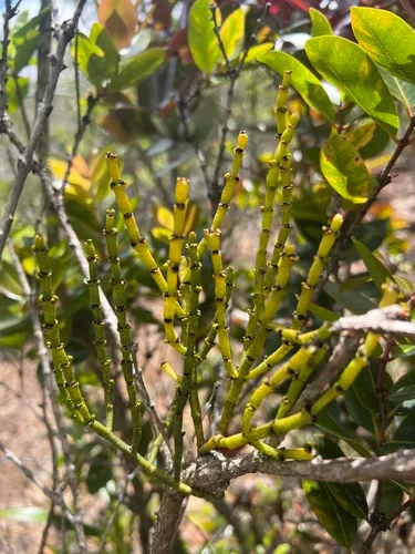Bog Korthal Mistletoe