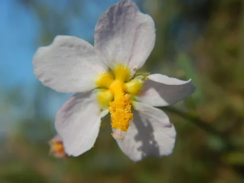 White Fenrose — photo by Moises de Jesús Castillo Gallardo