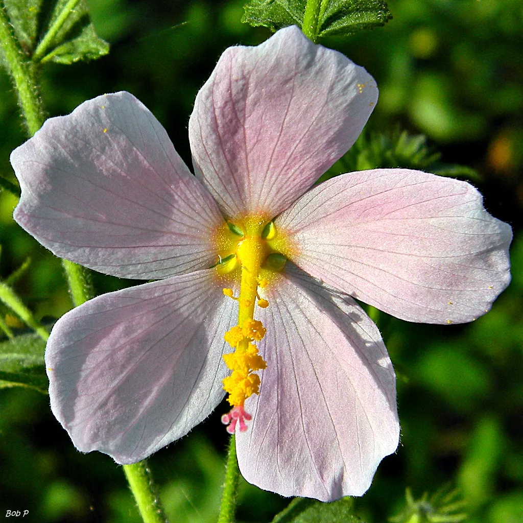 Virginia Saltmarsh Mallow