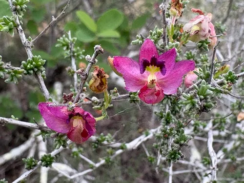 Manystem Ratany