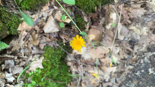 Twoflower Dwarfdandelion