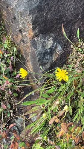Mountain Dwarfdandelion