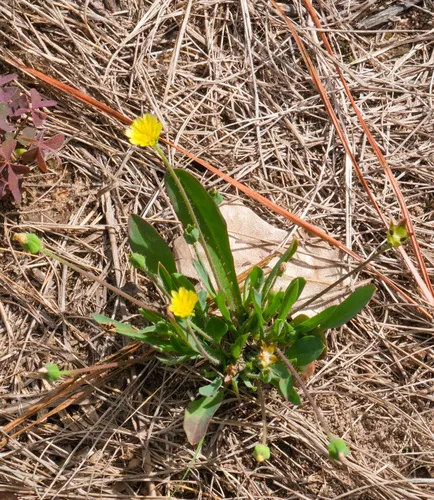 Western Dwarfdandelion