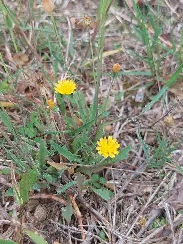 Virginia Dwarfdandelion