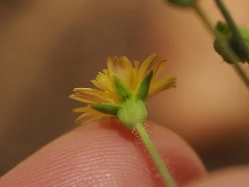 Wright's Dwarfdandelion — photo by Joseph Aubert