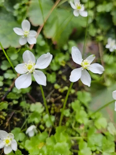 Waterfall False Buttercup