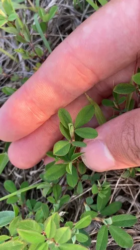 Japanese Clover